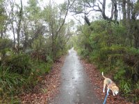 P5230675  Bobby goes exploring while walking near the Bear's Den.