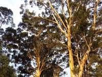 DSCF2776  Large karri trees at sunset near the Waterfront Restaurant.