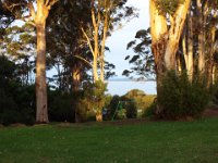 DSCF2777  Large karri trees at sunset near the Waterfront Restaurant with Wilsons Inlet in the background.