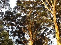 DSCF2778  Large karri trees at sunset near the Waterfront Restaurant with Wilsons Inlet in the background.