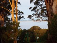 DSCF2781  Large karri trees at sunset near the Waterfront Restaurant with Wilsons Inlet in the background.
