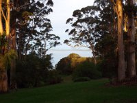 DSCF2782  Large karri trees at sunset near the Waterfront Restaurant with Wilsons Inlet in the background.