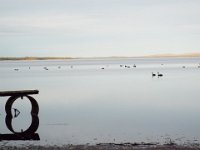 DSCF2788  Black Swans on Wilsons Inlet.