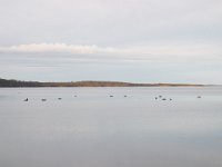 DSCF2791  Black Swans on Wilsons Inlet.