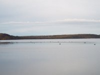 DSCF2792  Black Swans on Wilsons Inlet.