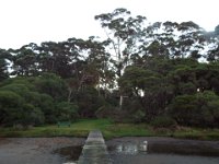 DSCF2795  View of large karri trees from the jetty looking back to the Waterfront Restaurant.