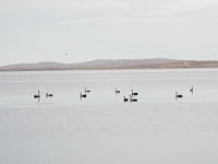 DSCF2797  Black Swans on Wilsons Inlet.