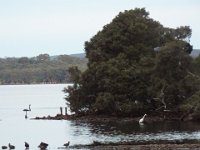 DSCF2804  Birds on Wilsons Inlet near the Waterfront Restaurant