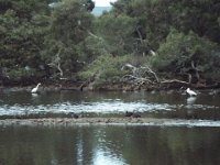DSCF2805  Birds on Wilsons Inlet near the Waterfront Restaurant