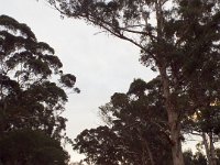 DSCF2806  Large karri trees near the Waterfront Restaurant.
