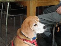 P5200559  Bobby takes a coffee break at Mrs Jones Cafe, Denmark.