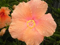 P5200567  Peach hibiscus near Mrs Jones Cafe, Denmark.
