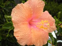 P5200568  Peach hibiscus near Mrs Jones Cafe, Denmark.