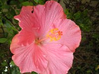 P5200569  Pink hibiscus near Mrs Jones Cafe, Denmark.