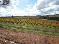 DSCF2744  West Cape Howe Wines, Muirs Highway, Mt Barker.