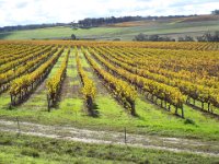 DSCF2747  West Cape Howe Wines, Muirs Highway, Mt Barker.