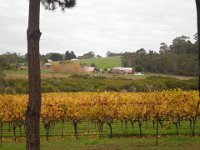 P5220631  Ducketts Mill Wines & Denmark Farmhouse Cheese.