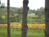 P5220632  Ducketts Mill Wines & Denmark Farmhouse Cheese.