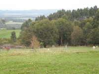 P5220634  Mt Shadforth tourist drive, Denmark.