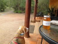 P5220645  Did you get me some honey?