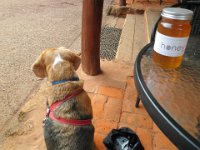 P5220647  Bobby keeps guard of his honey at the Bartholomews Meadery, Denmark.