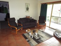 DSCF2282  Now what can I do next, Bobby explores the lounge room at Bear's Den, Denmark.