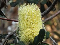 DSCF2284  Banksia integrifolia flower in the gardens at the Bear's Den, Denmark