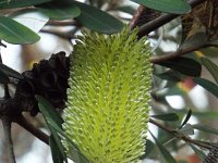 DSCF2285  Banksia integrifolia flower in the gardens at the Bear's Den, Denmark