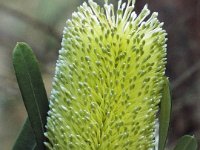 DSCF2286  Banksia integrifolia flower in the gardens at the Bear's Den, Denmark