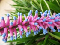 DSCF2287  Flowers in the gardens at Bear's Den, Denmark.