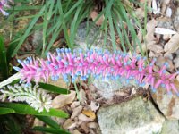 DSCF2288  Flowers in the gardens at Bear's Den, Denmark.