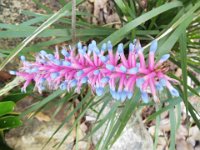 DSCF2289  Flowers in the gardens at Bear's Den, Denmark.