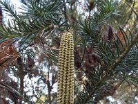 DSCF2290  Banksia ericifolia bud in the gardens at the Bear's Den, Denmark