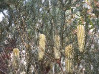 DSCF2291  Banksia ericifolia bud in the gardens at the Bear's Den, Denmark