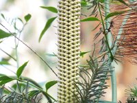 DSCF2292  Banksia ericifolia bud in the gardens at the Bear's Den, Denmark