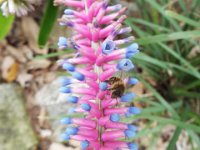DSCF2326  Flowers in the gardens at Bear's Den, Denmark.