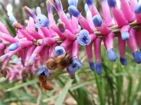 DSCF2327  Flowers in the gardens at Bear's Den, Denmark.