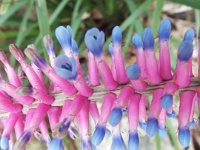 DSCF2329  Flowers in the gardens at Bear's Den, Denmark.