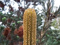 DSCF2330  Banksia ericifolia bud in the gardens at the Bear's Den, Denmark