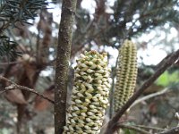 DSCF2331  Banksia ericifolia bud in the gardens at the Bear's Den, Denmark