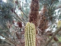 DSCF2332  Banksia ericifolia bud in the gardens at the Bear's Den, Denmark