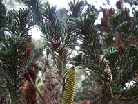 DSCF2333  Banksia ericifolia bud in the gardens at the Bear's Den, Denmark