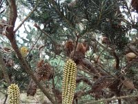 DSCF2334  Banksia ericifolia bud in the gardens at the Bear's Den, Denmark