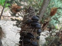 DSCF2336  Banksia ericifolia cone in the gardens at the Bear's Den, Denmark