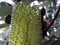 DSCF2337  Banksia ericifolia bud in the gardens at the Bear's Den, Denmark
