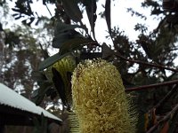 DSCF2338  Banksia integrifolia flower in the gardens at the Bear's Den, Denmark