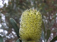 DSCF2339  Banksia integrifolia flower in the gardens at the Bear's Den, Denmark