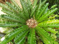 DSCF2340  Birds Nest Fern in the gardens at Bear's Den, Denmark.