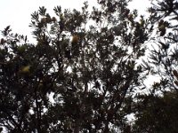 DSCF2341  Banksia integrifolia tree in the gardens at the Bear's Den, Denmark