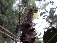 DSCF2342  Banksia integrifolia cone in the gardens at the Bear's Den, Denmark